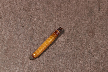 Wireworm on a garden plot. Wireworms are the larvae of all click beetles.