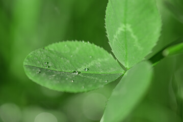 Clover plant green leaves with water drops.