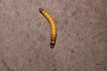 Wireworm on a garden plot. Wireworms are the larvae of all click beetles.