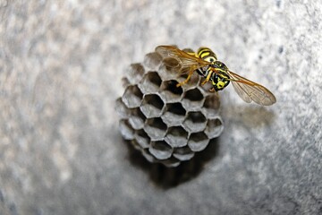 A wasp lays eggs in a nest
