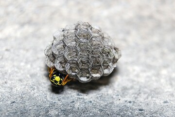 A wasp lays eggs in a nest
