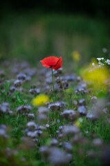 Lone Red Poppy in a Colorful Summer Wildflower Field