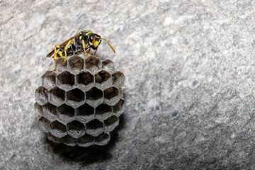 A wasp lays eggs in a nest
