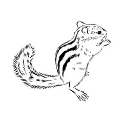 chipmunk, vector sketch