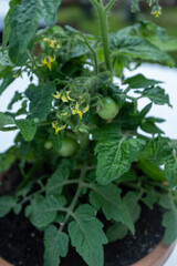 Close-up of a small potted tomato plant showing vibrant green leaves, delicate yellow flowers, and developing green cherry tomatoes, emphasizing new growth and fresh produce