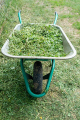 A green and grey wheelbarrow filled with freshly cut green grass and organic garden waste,...