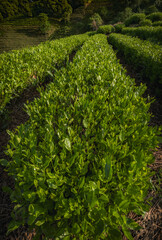 Green bushes of Lung Jing tea