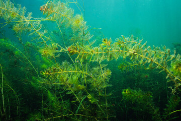 Invasive water plant, Eurasian water-milfoil, underwater in the St. Lawrence River.