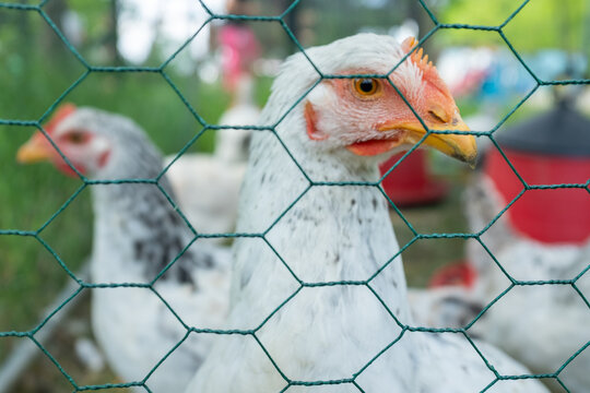 A white chicken with a prominent red comb peers through the green wire mesh of its enclosure, with other chickens in the blurred background, illustrating farm poultry life