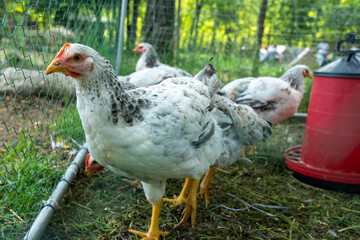 A line of curious white and black speckled chickens with red combs, standing on grass within their outdoor enclosure, with a feeder and trees in the soft background