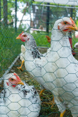 Three inquisitive white and black speckled chickens with red combs observed through a green wire fence, standing in their outdoor enclosure, representing sustainable farm life