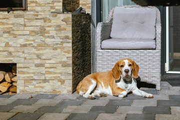 Beagle dog resting on a patio in sunlight