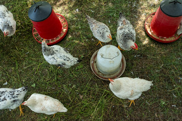 Overhead View Group Speckled Chickens