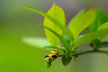 Small blueberry bush with blooming buds. Future harvest. Selective focus.