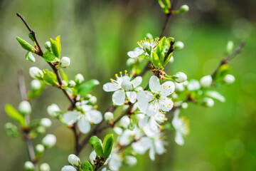 Beautiful blooming cherry tree in the garden. Selective focus.
