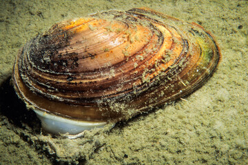 Eastern Floater, an aquatic freshwater mussel, in the shallow waters of the St. Lawrence River during summer. © RLS Photo