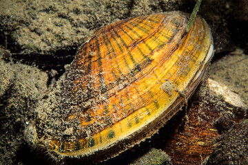 Eastern Lampmussel, an aquatic freshwater mussel, in the shallow waters of the St. Lawrence River during summer.