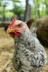 Close-up of a speckled white and gray chicken with a vibrant red comb, looking directly at the viewer, set against a soft, blurred farm background.