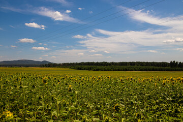Sunflower field. Agriculture, sunflower seed growing concept. Blooming sunflower field in rural...