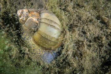 The Pointed Campeloma, an aquatic freshwater snail, in the shallow waters of the St. Lawrence River during summer.
