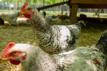 Close-up of a white and black speckled chicken with a vivid red comb, looking directly forward in its outdoor farm enclosure, with a blurred green background.