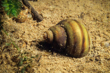 The Banded mystery snail, an aquatic freshwater snail, in the shallow waters of the St. Lawrence River during the summer.
