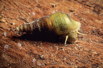 The Flat-sided Horn Snail, an aquatic freshwater snail, in the shallow waters of the St. Lawrence River during summer.