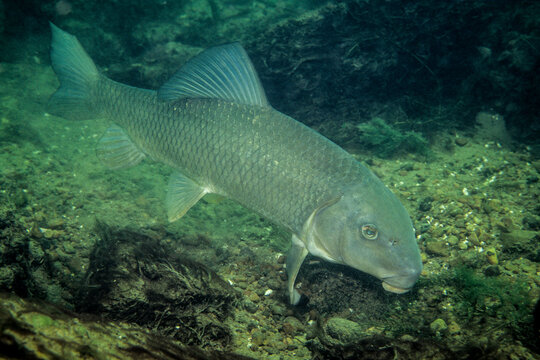 Silver redhorse, a freshwater fish, foraging for food at the bottom of the St. Lawrence River.