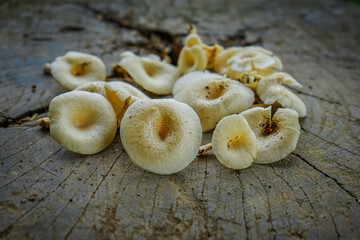 mushrooms on a wooden background