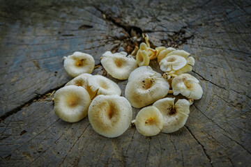 fresh mushrooms on a wooden table