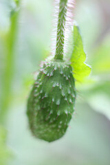Poppy bud on green blurred background. Bud of a Poppy Flower. Young poppy bud. Poppy bud macro