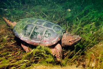 Common Snapping turtle, an aquatic freshwater reptile, in the shallow waters of the St. Lawrence River during summer.