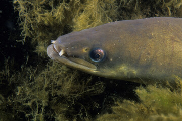 American eel underwater in the St. Lawrence River.