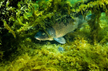 A common carp, submerged and at rest, lies on the bottom of the St. Lawrence River.