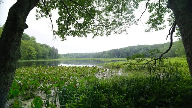 Pocahontas state park