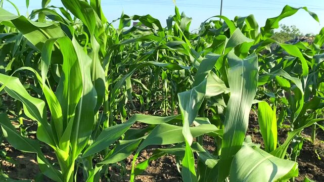 Rows of green corn to feed cattle. Approaching shot: rows of stems, leaves are getting larger, they intertwined - this a lot of feed biomass for cattle. Concept of growing corn for silage for cattle