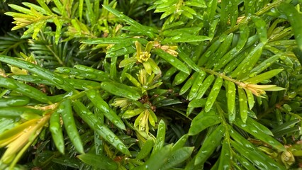Water droplets on green pine needles after rain, close-up of fresh conifer branches with wet texture, natural foliage background, rainy forest mood, macro detail of evergreen plant