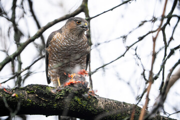 A cooper’s hawk perched in a tree and eating its prey. A Northern cardinal bird it has just...