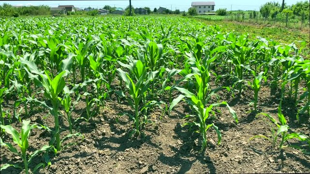 Corn field, eco-village. Wide shot: wind moves young corn plants, eco-village in background. Concept: residents of eco-village feel calm and tranquility from sight of green fields outside window