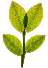 Fototapeta premium New Growth's Embrace