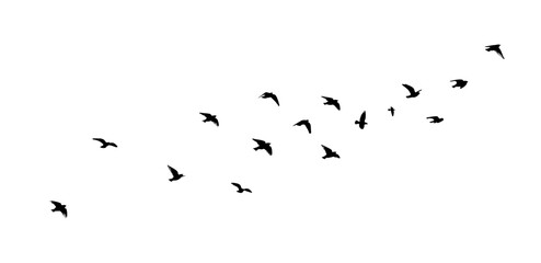 Flying birds silhouette flock. hand drawing. Not AI. Vector illustration.