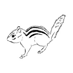 chipmunk, vector sketch