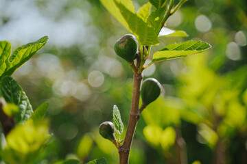 Green fig fruits on a tree.