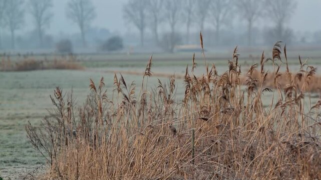 Frozen reed plants with brown stalks and feathery tops stand alongside a countryside road, displaying a winter setting. 