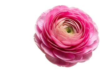 single pink ranunculus flower head isolated on or white background PNG , AI GENERATED