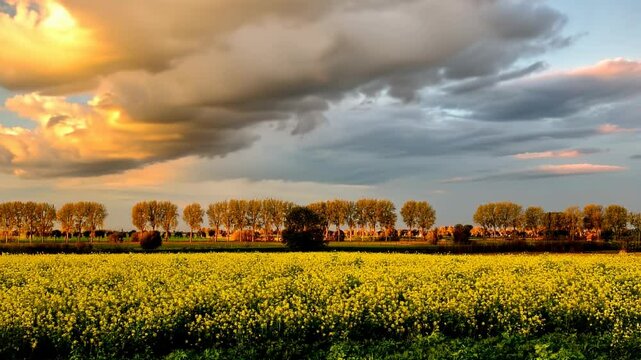 Rural landscape time lapse: yellow field, green meadows, brown orange tree foliage and dark clouds casting a moody atmosphere.