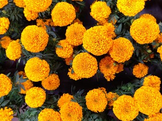 orange marigold flower for day of the dead tradition, marigolds concept