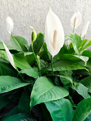 indoor plant peace lily - spathe flower, of the species Spathiphyllum, peace lily concept
