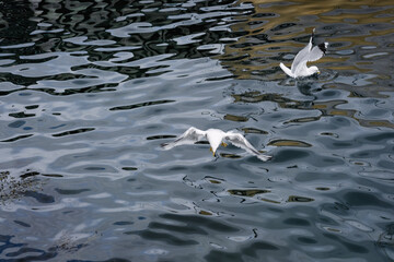 Seagulls landing on the water