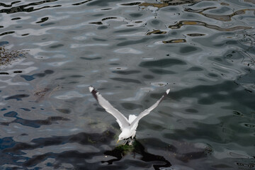 Seagull on the water catching food